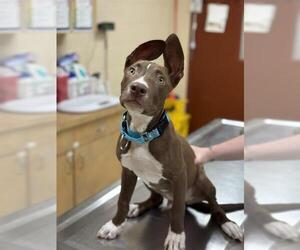 American Pit Bull Terrier-Unknown Mix Dogs for adoption in Center Township, PA, USA