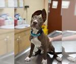 Small American Pit Bull Terrier Mix