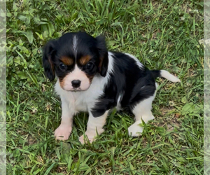 Cavalier King Charles Spaniel Puppy for sale in MOUNT PLEASANT, MI, USA