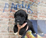 Puppy Andy Aussiedoodle