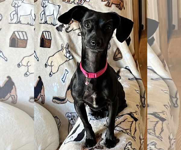 Medium Photo #3 Chiweenie Puppy For Sale in Denver , CO, USA