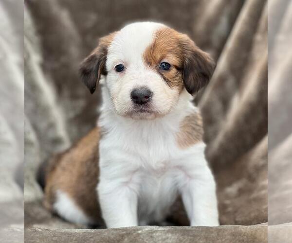 Medium Photo #1 Colonial Cocker Spaniel-Unknown Mix Puppy For Sale in San Diego, CA, USA