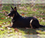 Small Photo #1 German Shepherd Dog Puppy For Sale in ABBEVILLE, SC, USA