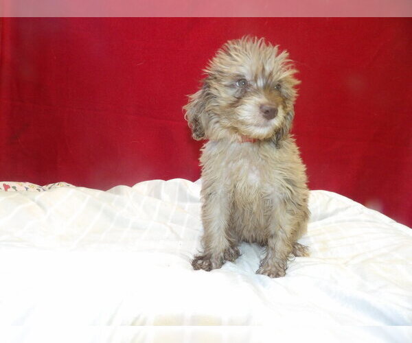 Medium Photo #5 F2 Aussiedoodle Puppy For Sale in PATERSON, NJ, USA