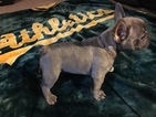 Small Photo #3 French Bulldog Puppy For Sale in CROWS LANDING, CA, USA
