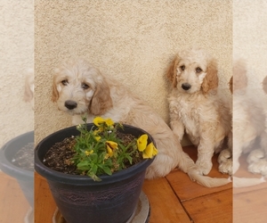 Double Doodle Puppy for sale in SAN DIEGO, CA, USA
