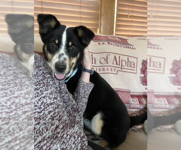 Medium Photo #2 Australian Shepherd-Unknown Mix Puppy For Sale in Nazareth, PA, USA
