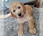 Small Photo #7 Goldendoodle Puppy For Sale in WEST, TX, USA