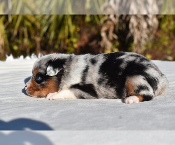 Medium Photo #6 Miniature Australian Shepherd Puppy For Sale in PALM COAST, FL, USA
