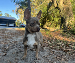 Father of the Chihuahua puppies born on 11/19/2025