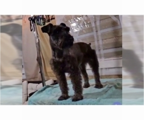 Medium Photo #1 Schnauzer (Miniature) Puppy For Sale in BROOKSVILLE, FL, USA