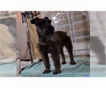 Small Photo #1 Schnauzer (Miniature) Puppy For Sale in BROOKSVILLE, FL, USA