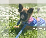 Small #29 German Shepherd Dog