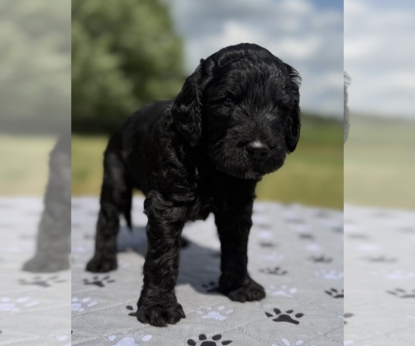 Medium Photo #6 Goldendoodle Puppy For Sale in HOWARD CITY, MI, USA