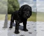 Small #5 Goldendoodle