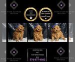 Puppy Whittle red AKC Poodle (Miniature)