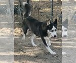 Small Photo #2 Siberian Husky Puppy For Sale in Peralta, NM, USA