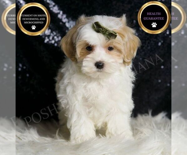 Medium Photo #7 Maltipoo Puppy For Sale in WARSAW, IN, USA