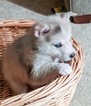 Small Photo #2 Pomsky Puppy For Sale in CENTERVILLE, OH, USA