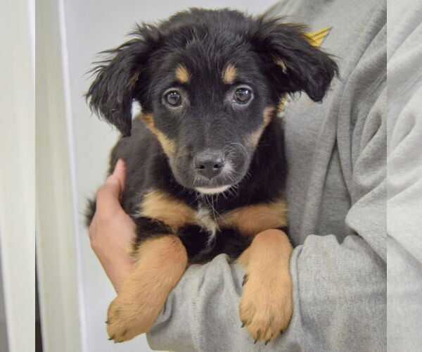 Medium Photo #3 Australian Shepherd-Unknown Mix Puppy For Sale in Huntley, IL, USA