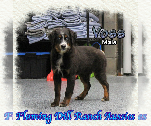 Medium Photo #1 Miniature Australian Shepherd Puppy For Sale in FORESTBURG, TX, USA