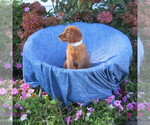 Small #1 Golden Retriever
