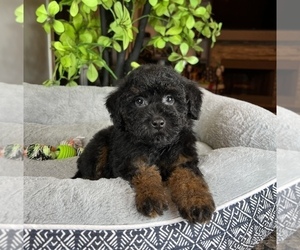 Bernedoodle (Miniature) Puppy for sale in FRANKLIN, IN, USA