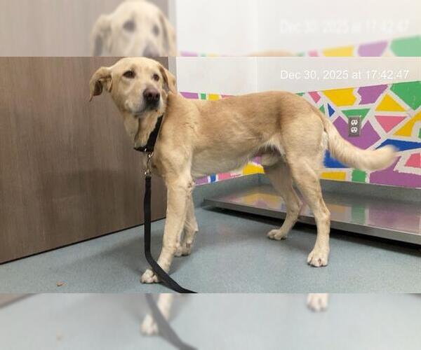 Medium Photo #1 Labrador Retriever-Unknown Mix Puppy For Sale in Baytown, TX, USA