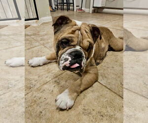 Bulldog Dogs for adoption in Dumont, NJ, USA