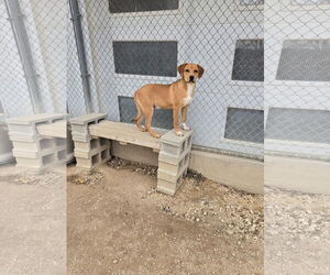 Mutt Dogs for adoption in Maquoketa, IA, USA