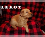 Puppy Leroy Golden Retriever