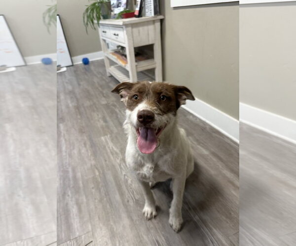 Medium Photo #1 Mutt Puppy For Sale in Emmett, ID, USA