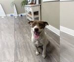 Small Mutt