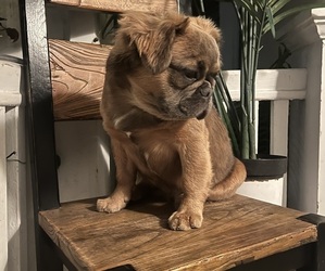 French Bulldog-Unknown Mix Puppy for sale in LOS ANGELES, CA, USA