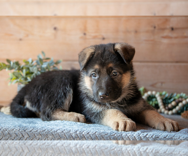 Medium Photo #2 German Shepherd Dog Puppy For Sale in GORDONVILLE, PA, USA