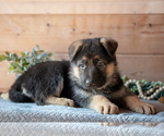 Small Photo #12 German Shepherd Dog Puppy For Sale in GORDONVILLE, PA, USA
