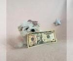 Small #15 Maltese