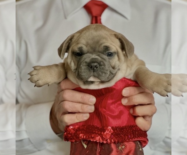 Medium Photo #1 French Bulldog Puppy For Sale in WEXFORD, PA, USA