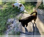 Small Photo #10 Papshund Puppy For Sale in Palatka, FL, USA