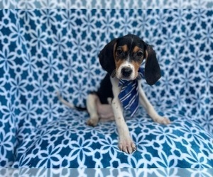 Black Mouth Cur-Treeing Walker Coonhound Mix Puppy for sale in LAKELAND, FL, USA