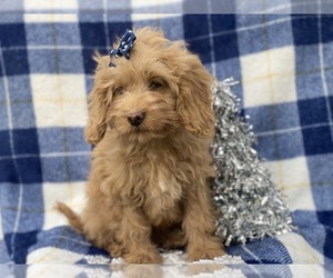 Cocker Spaniel-Poodle (Miniature) Mix Puppy for sale in LAKELAND, FL, USA