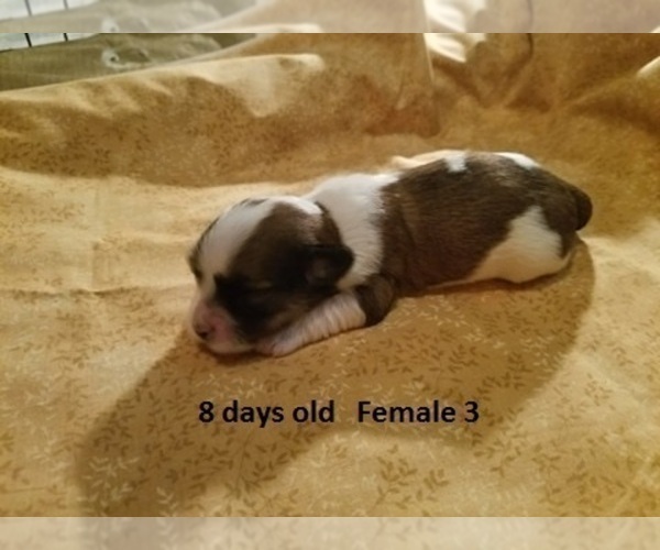 Medium Photo #5 Havanese Puppy For Sale in DREXEL, MO, USA