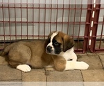 Small #4 Saint Bernard