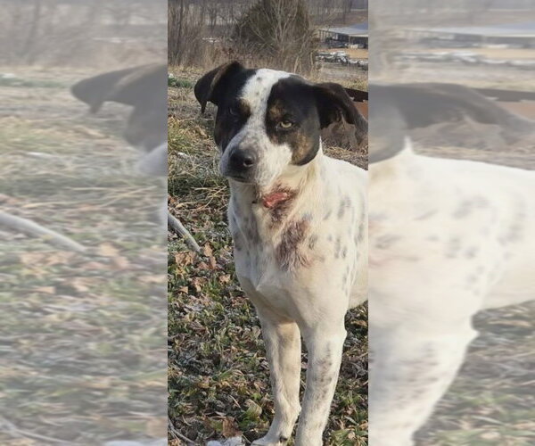 Medium Photo #8 Pointer-Unknown Mix Puppy For Sale in Foristell, MO, USA