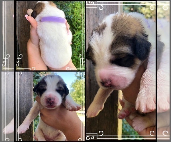Medium Photo #2 Great Bernese Puppy For Sale in OVERLAND, KS, USA