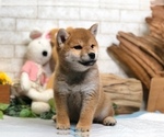 Small Photo #6 Shiba Inu Puppy For Sale in NEWARK, DE, USA