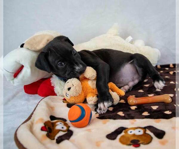 Medium Photo #2 Boxer-Unknown Mix Puppy For Sale in Kennesaw, GA, USA