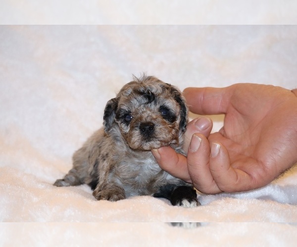 Medium Photo #6 Poodle (Toy) Puppy For Sale in DYERSBURG, TN, USA