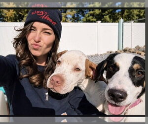 Australian Shepherd-Beagle Mix Dogs for adoption in Southbury, CT, USA