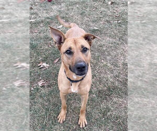 Medium Photo #2 German Shepherd Dog-Unknown Mix Puppy For Sale in Lee's Summit, MO, USA